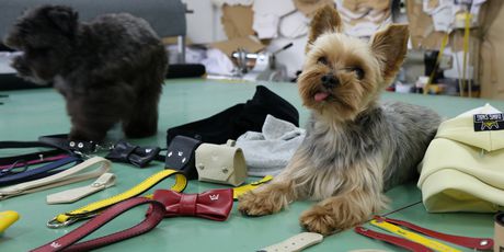 Dawg Swag - brend za odjeću i modne dodatke za pse (Foto: Anamaria Batur)