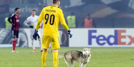 Pas na travnjaku Europske lige (Foto: AFP)