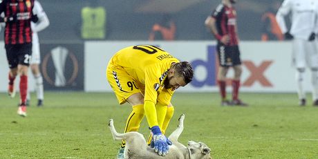 Pas na travnjaku Europske lige (Foto: AFP)