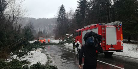 Srušena stabla u Gorskom kotaru (Foto: Marko Balen)