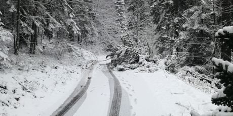 Zbog srušenih stabala neprohodne lokalne ceste (Foto: dnevnik.hr)