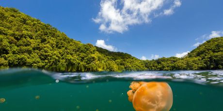 Palau - 3