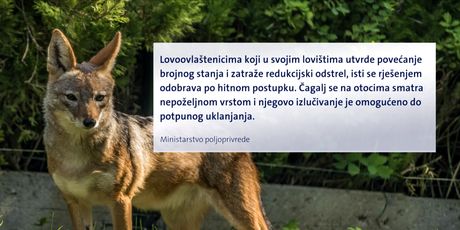 Čagljevi ugrozili paško ovčarstvo (Foto: Dnevnik.hr) - 2