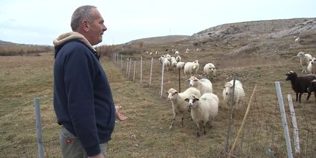 Čagljevi ugrozili paško ovčarstvo (Foto: Dnevnik.hr) - 4