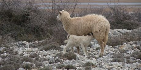 Čagljevi ugrozili paško ovčarstvo (Foto: Dnevnik.hr) - 5