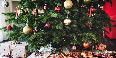 Kako odabrati božićno drvce koje će trajati