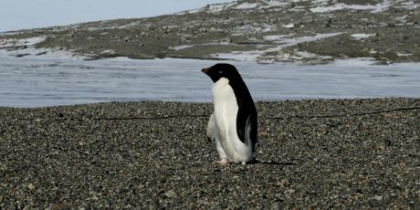 McMurdo postaja na Antarktici - 1