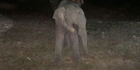 Tajlanđanin oživio stradalog slona - 2