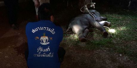 Tajlanđanin oživio stradalog slona - 3