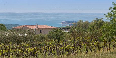 Kaštelir - Labinci, Istra - 4