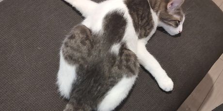 Totoro vježba jogu