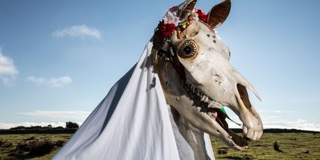 Mari Lwyd