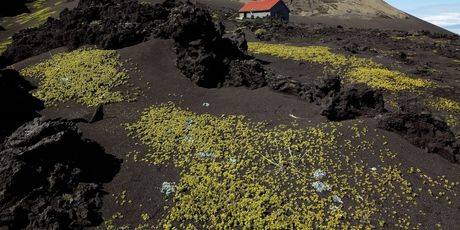 Surtsey - 4