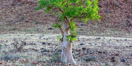 Moringa - 3
