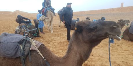Sahara - 2