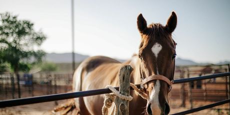 Kviz općeg znanja - 15