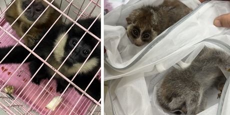 Interpolova operacija Grom 2025. - 1