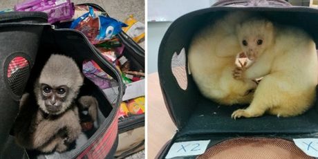 Interpolova operacija Grom 2025. - 3