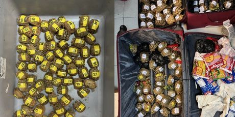 Interpolova operacija Grom 2025. - 5