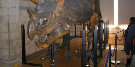 National History Museum - 3