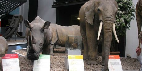 National History Museum - 7