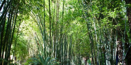 Majorelle vrtovi u Marakešu
