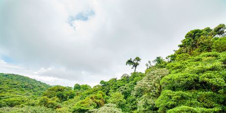 Monte Verde, Costa Rica