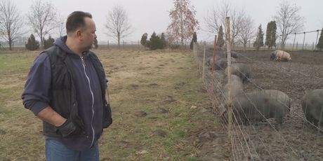 Davor Štefanko, uzgajivač crne slavonske svinje (Foto: Dnevnik.hr)