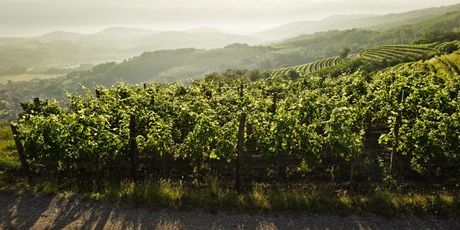 Vipava - 2