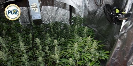 Policija otkrila laboratorij marihuane (Foto: PUZ) - 2