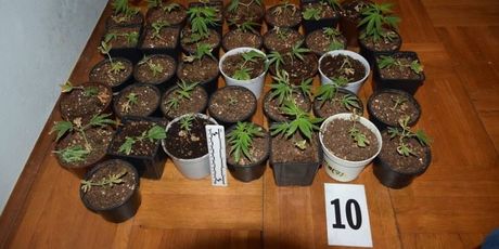 Policija otkrila laboratorij marihuane (Foto: PUZ) - 5