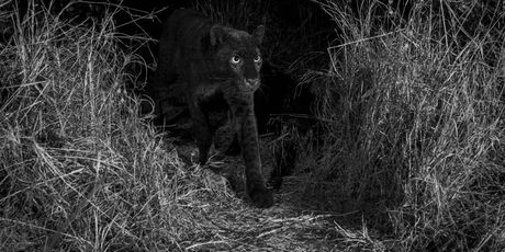 Crni leopard