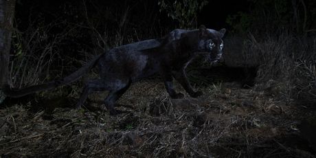 Crni leopard - 1