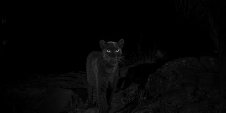 Crni leopard - 3