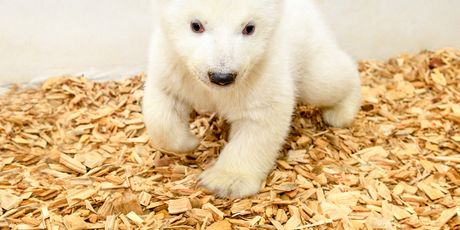 Polarni medvjed (Foto: Steffen Freiling / TIERPARK BERLIN / AFP)