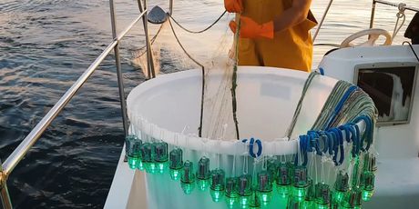 LED žaruljice kao alat kojim se sprječava zapletanje kornjača u ribarske mreže (Foto: Draško Holcer)