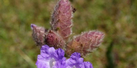 Neelakurinji je jedan od najrjeđih cvjetova na svijetu