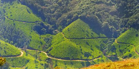Munnar, Indija - 4
