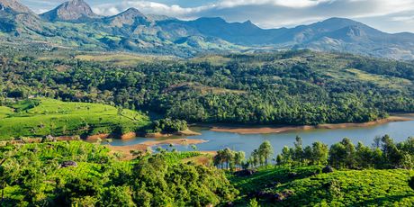 Munnar, Indija - 5