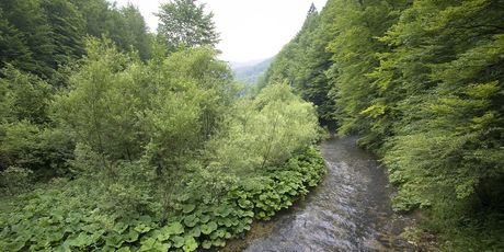 Kamačnik