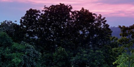 Mahua Kothi, Indija