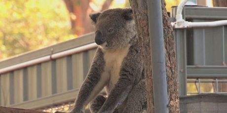 Koala na drveću