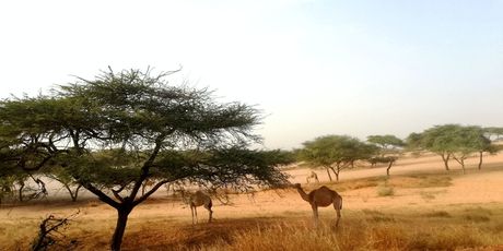 Goran u Senegalu - 2