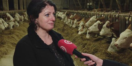 Emina Burek, proizvođačica mlijeka