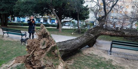 Porušena stabla nakon bure u Splitu - 26