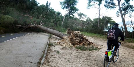 Porušena stabla nakon bure u Splitu - 32
