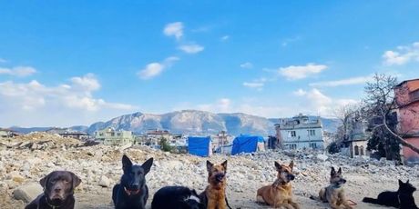 Psi spasioci u Turskoj - 5