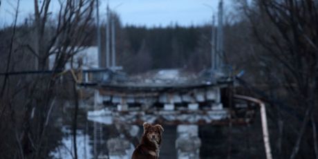 Pas je u ratu ostao bez nogu sjedi na razrušenom mostu u selu Bohorodične