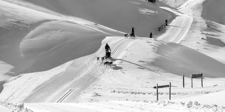 Serum, Togo i utrka Iditarod - 6