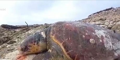 Pomor glavatih želvi - 4